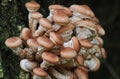 Honey fungus (Armillaria mellea) Royalty Free Stock Photo