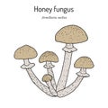 Honey fungus Armillaria mellea , edible mushroom.