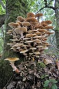 Honey Fungus Royalty Free Stock Photo