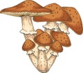 Honey Fungus. Edible Mushroom