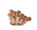 honey fungus (Armillariella mellea), Royalty Free Stock Photo