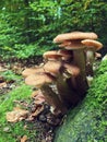 Honey fungus closeup growing in wild forest