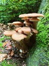 Honey fungus closeup growing in wild forest