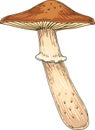 Honey Fungus. Edible Mushroom