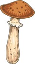 Honey Fungus. Edible Mushroom