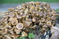 Honey Fungus