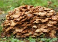 Honey Fungus, growing from a decaying tree stump in a field in the UK.