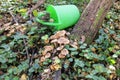 Honey fungus growing on an old fallen tree trunk and a green bucket Royalty Free Stock Photo