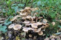 Honey fungus growing on an old fallen tree trunk Royalty Free Stock Photo