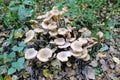 Honey fungus growing on an old fallen tree trunk Royalty Free Stock Photo