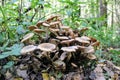 Honey fungus growing on an old fallen tree trunk Royalty Free Stock Photo