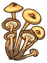 Honey fungus icon. Hand drawn forest mushrooms