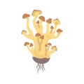 Honey Fungus Illustration