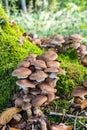 Honey Fungus mushrooms grow in the autumn forest Royalty Free Stock Photo