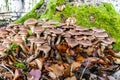 Honey Fungus mushrooms grow in the autumn forest Royalty Free Stock Photo