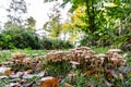 Honey Fungus mushrooms grow in the autumn forest Royalty Free Stock Photo