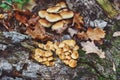 Honey fungus mushrooms grow on a stump in the forest Royalty Free Stock Photo