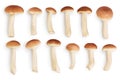 Honey fungus mushrooms isolated on white background with clipping path. Top view. Flat lay. Set or collection Royalty Free Stock Photo