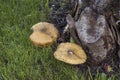 Honey Fungus growing at base of tree Royalty Free Stock Photo