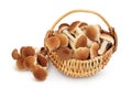 Honey fungus mushrooms in a wicker basket isolated on white background with clipping path and full depth of field Royalty Free Stock Photo