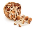 Honey fungus mushrooms in a wicker basket isolated on white background with clipping path and full depth of field Royalty Free Stock Photo