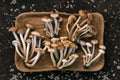 Honey fungus mushrooms in a wooden plate on dark abstract background. Edible delicious mushrooms armillaria mellea or honey Royalty Free Stock Photo