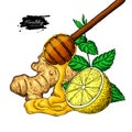 Honey, ginger, lemon and mint vector drawing. Wooden spoon, honey drop, hearb