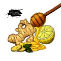 Honey, ginger and lemon vector drawing. Wooden spoon, honey drop, root and fruit slice sketch