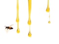 Honey lifter. Royalty Free Stock Photo