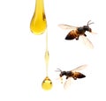 Honey lifter. Royalty Free Stock Photo