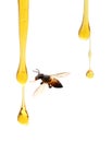 Honey lifter. Royalty Free Stock Photo