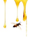 Honey lifter. Royalty Free Stock Photo