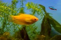 Honey gourami aquarium fish