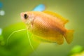 Honey gourami Trichogaster chuna tropical aquarium fish in fish tank Royalty Free Stock Photo