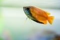 Honey gourami Trichogaster chuna tropical aquarium fish in fish tank. Colorfull male fish. Royalty Free Stock Photo