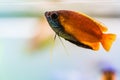 Honey gourami Trichogaster chuna tropical aquarium fish in fish tank. Colorfull male fish. Royalty Free Stock Photo