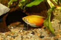 Honey gourami Trichogaster chuna tropical aquarium fish isolated