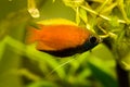 Honey gourami Trichogaster chuna tropical aquarium fish in fish tank. Colorfull male fish. Aquaria concept Royalty Free Stock Photo