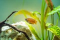 Honey gourami Trichogaster chuna tropical aquarium fish in fish tank. Colorfull male fish