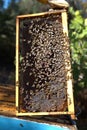 honey harvest from beehives