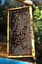 honey harvest from beehives