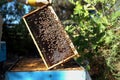 honey harvest from beehives