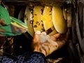 Honey harvesting in rural Sichuan China