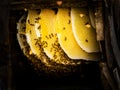 Honey harvesting in rural Sichuan China