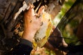 Honey harvesting in rural Sichuan China Royalty Free Stock Photo