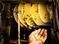 Honey harvesting in rural Sichuan China Royalty Free Stock Photo