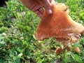 Honey harvesting in sindh