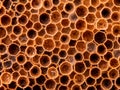 honey hive texture macro background