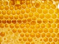 Honey in honeycomb, close-up, macro, top view