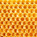 Honey in honeycomb closeup